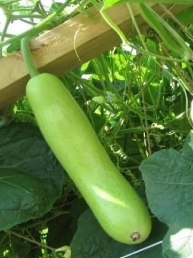 ফেব্রুয়ারি মাসে বাড়িতে লাউ চাষ করুন, এই টিপসে সাফল্য