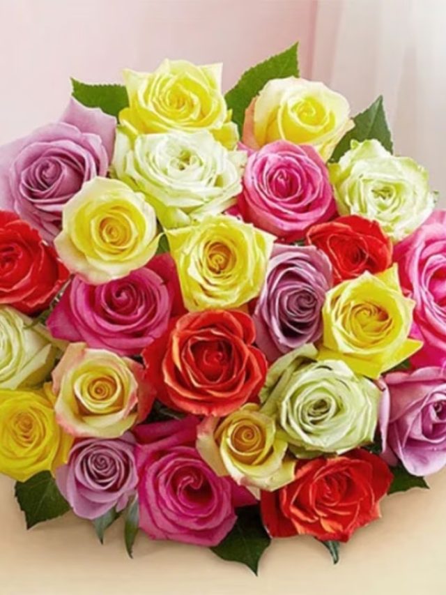 প্রেমে সাফল্য চাইলে রাশি অনুযায়ী বাছাই গোলাপ দিন প্রেমিকাকে