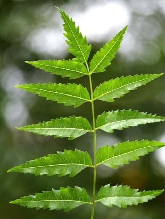 এই পাতা চিবোলেই সুস্থ, হাজার রোগের একটাই ওষুধ