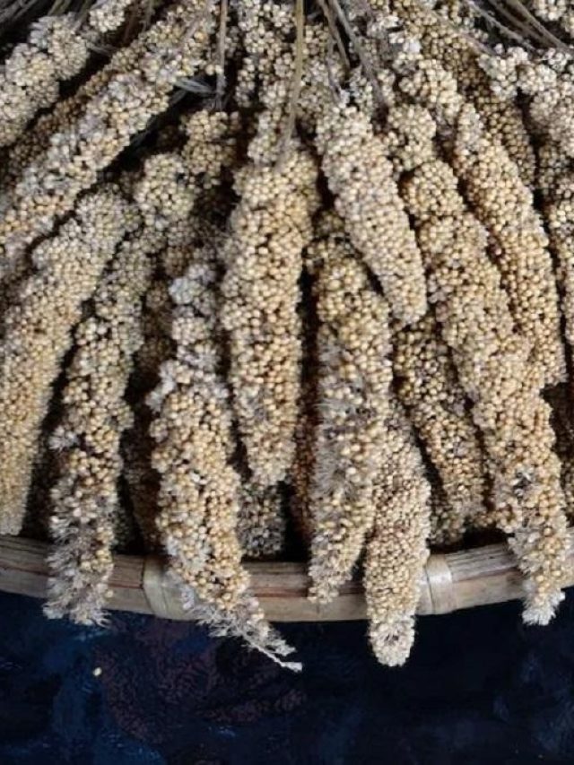 এই চা খেয়েই রাজারা সামলেছেন ১০০ রানি! শিলাজিৎও ফেল