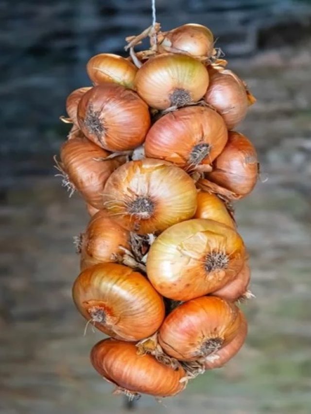 লেবু- লঙ্কা পুরনো টোটকা, দরজায় এভাবে পেঁয়াজ ঝোলালে সফল হবেন