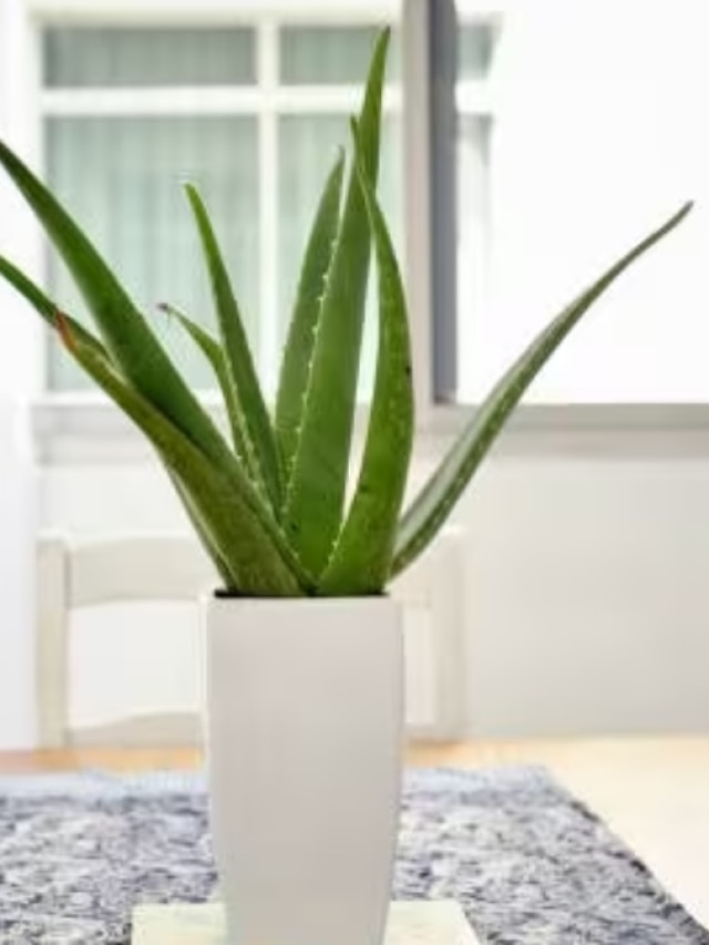 বাথরুমে রাখুন অ্যালোভেরা গাছ, পাবেন এই তিনটি বড় সুবিধা