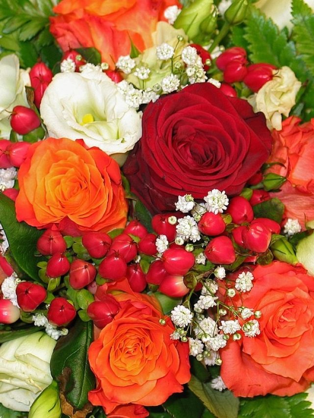 কোন কোন রঙের গোলাপ প্রিয়জনকে ভুলেও দেবেন না, জেনে নিন