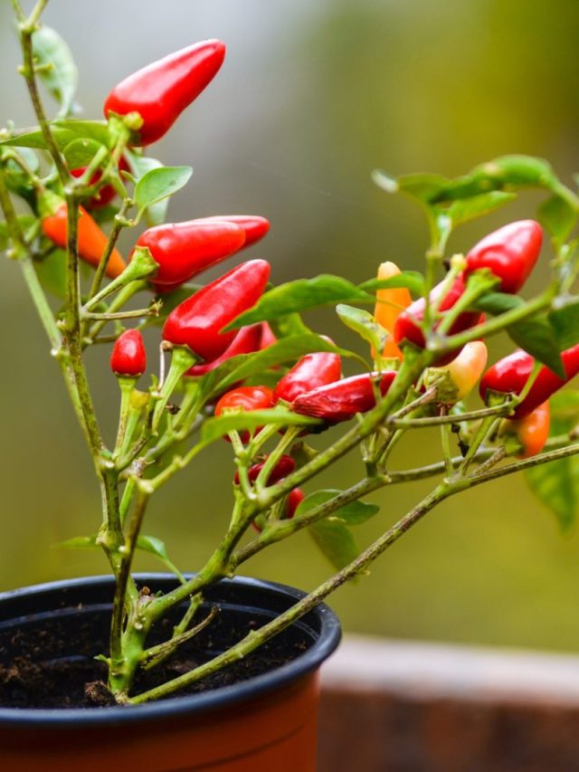 এভাবে দই দিন টবের লঙ্কা গাছে, ফলন দেখে চোখ কপালে উঠবে