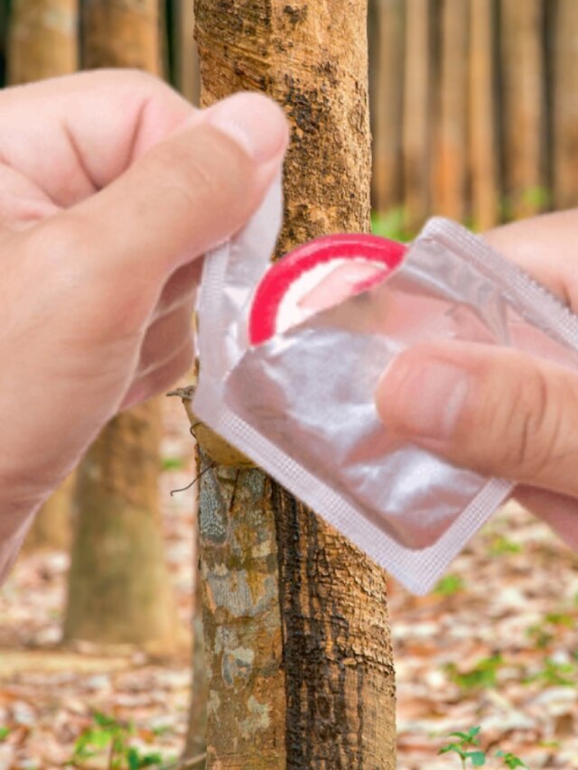 প্লাস্টিক নয়, এই গাছ দিয়েই তৈরি হয় কন্ডোম; কীভাবে তরল কঠিন হয়?