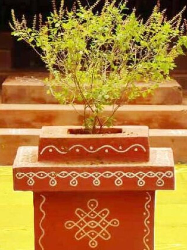 গরমে নেতিয়ে যাচ্ছে তুলসি গাছ? জানুন তাজা রাখার টিপস