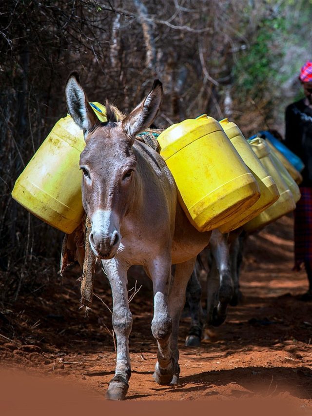 Millions of donkeys killed annually for traditional Chinese medicine: Study