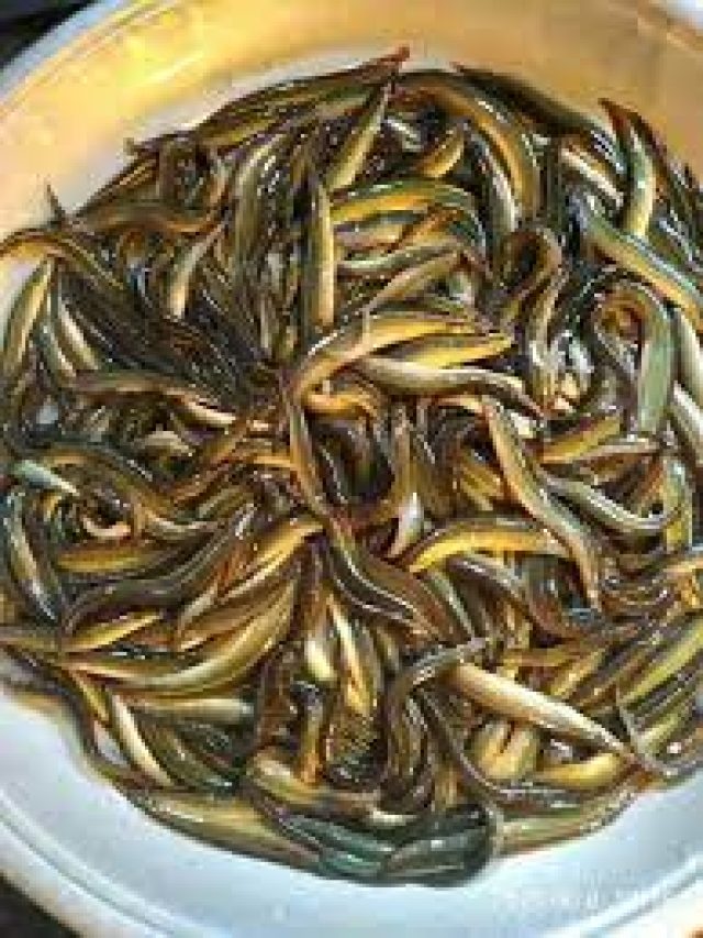 আপনার চেনা এই ৬ মাছ বিষের সমান, আজ থেকেই খাওয়া বন্ধ করুন