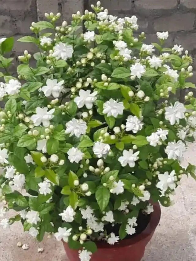 শিবরাত্রিতে বাড়িতে লাগান শিবের প্রিয় এই ৩ গাছ, আপনার ভাগ্যই বদলে যাবে