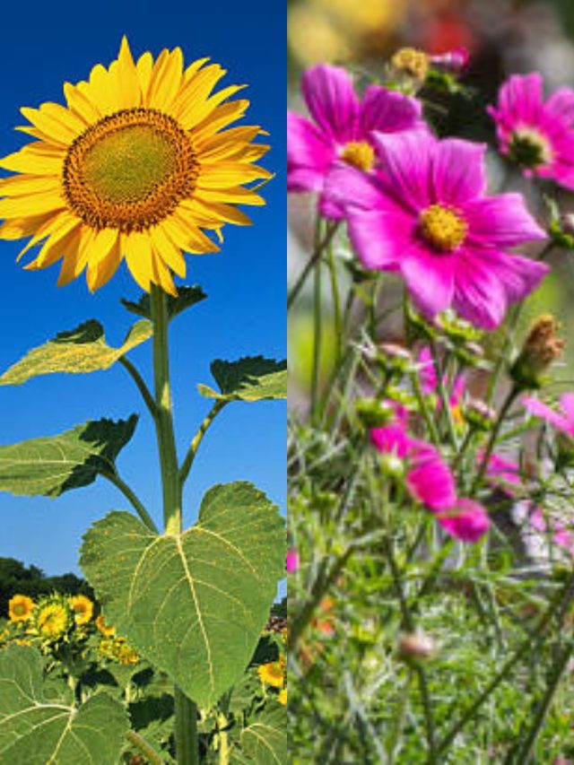 ফেব্রুয়ারি মাসে এই গাছগুলি লাগান, মার্চ থেকেই বাগান ভরবে ফুলে