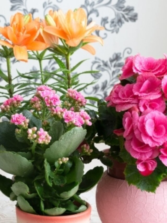 গাছে ফুল হচ্ছে না? এই ছোট্ট জিনিস দিলেই ফুটবে প্রচুর কুঁড়ি