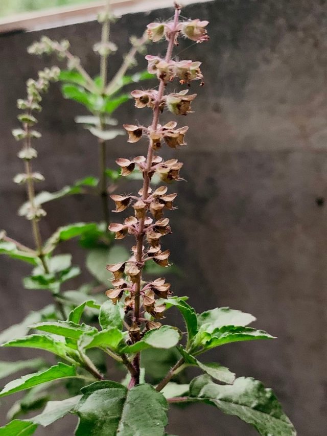 তুলসী গাছে মঞ্জরি দেবী লক্ষ্মীর কোন সংকেত? দ্রুত করুন এই কাজ