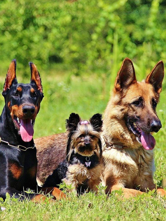 চোর পালানোর পথ পাবে না, বাড়িতে পুষলে এই কুকুর