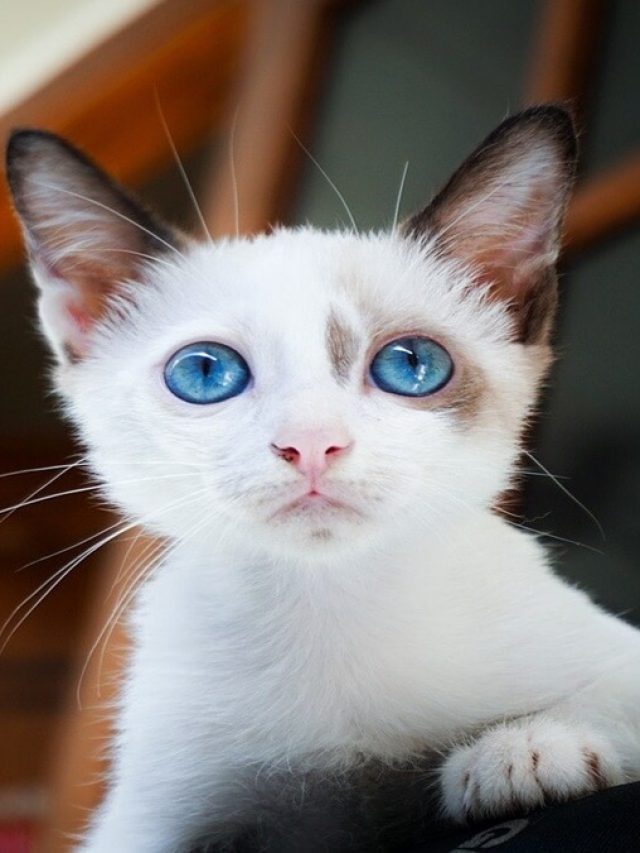 ভাগ্যের চাকা ঘুরিয়ে দিতে পারে বিড়াল! কী কী শুভ ইঙ্গিত দেয়?