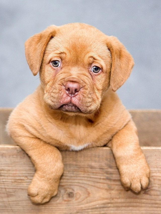 বাড়িতে কুকুর থাকলে এই ৪ গাছ রাখবেন না, অসুস্থ হয়ে পড়ে আদরের পোষ্য