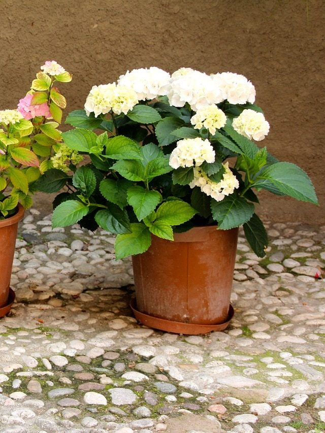 টব রাখায় ছাদ নষ্ট হচ্ছে না তো? কী করবেন?