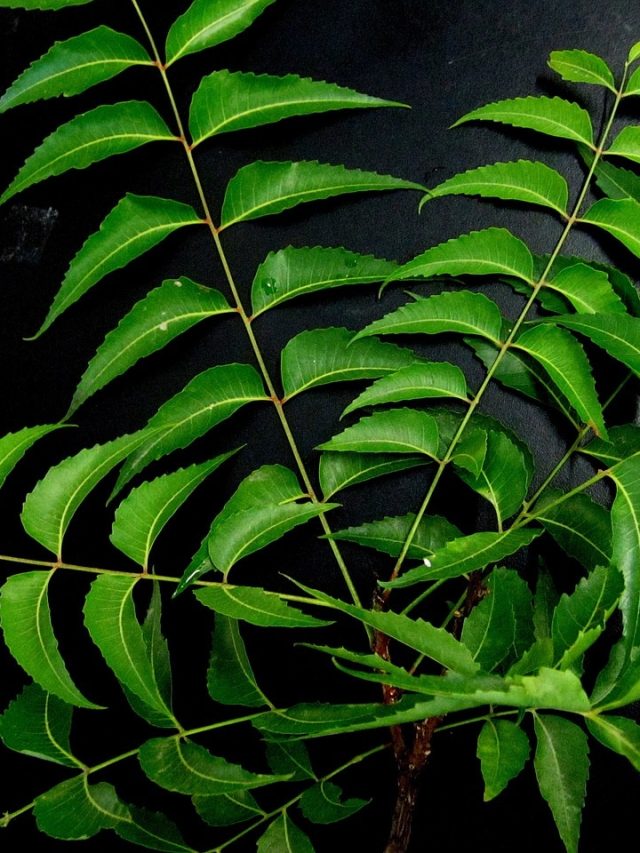 সুগারে নিম পাতা খেয়ে আদৌ কোনও লাভ হয়?