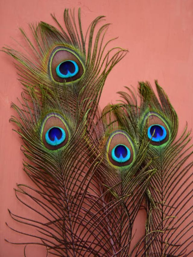 ময়ূরের পালক বাড়ির এই দিকে রাখুন, ভাগ্য আর জীবন দুটোই বদলে যাবে