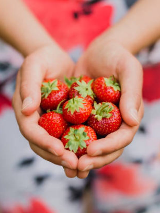 বাড়ির ব্যালকনিতেই হবে স্ট্রবেরি, রইল চাষের পদ্ধতি