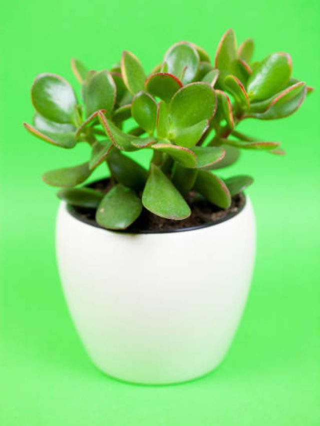 এই গাছ চুম্বকের মতো ঘরে টাকা টেনে আনে, কোথায় লাগাবেন জানুন