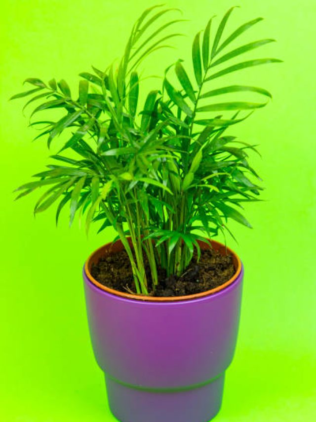 বেডরুমে এই গাছগুলো লাগান, স্বামী-স্ত্রীর মধ্যে রোমান্স বাড়বে