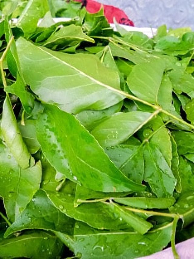 ডায়াবেটিসের মাথায় বাড়ি, এই এক পাতা গিলে খায় সুগার