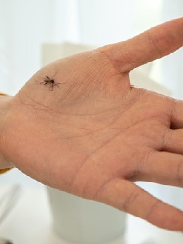 গায়ে ঘষে নিন এই পাতা, গন্ধ শুঁকে মূর্ছা যাবে মশা