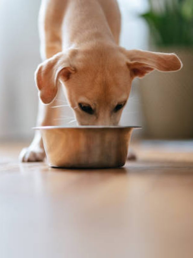 পোষা কুকুরকে এই জিনিসগুলো খাওয়াবেন না, এগুলো বিষ