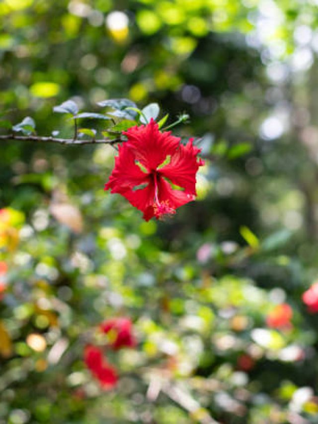 বাড়ির এই দিকে লাগান জবা গাছ, লক্ষ্মীর কৃপায় পকেট ভরবে টাকায়