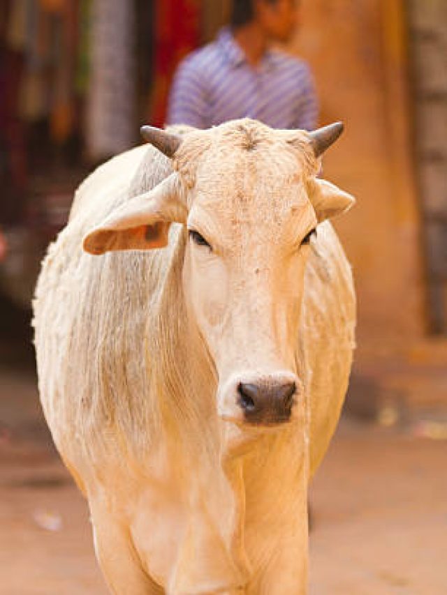 গরুকে রোজ খাওয়ান এই জিনিসটা, আপনার ভাগ্য খুলে যাবে