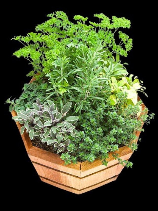 এই ৪ ঔষধি গাছ বাড়িতে লাগান, ছোটখাটো রোগের চিকিৎসা হবে ঘরেই