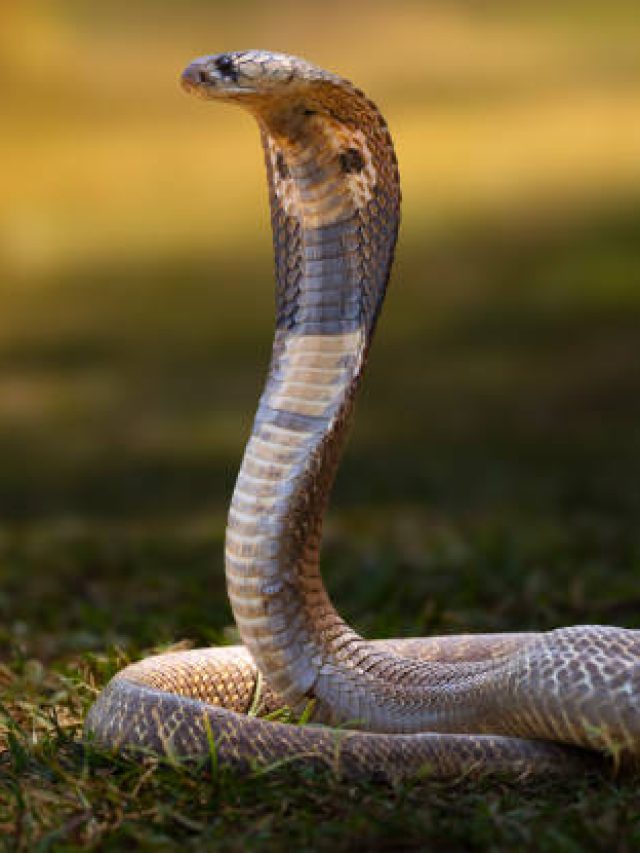 রেশন দোকানেই মেলে, এই জিনিস ছড়ালে বাড়িতে সাপ ঢোকে না