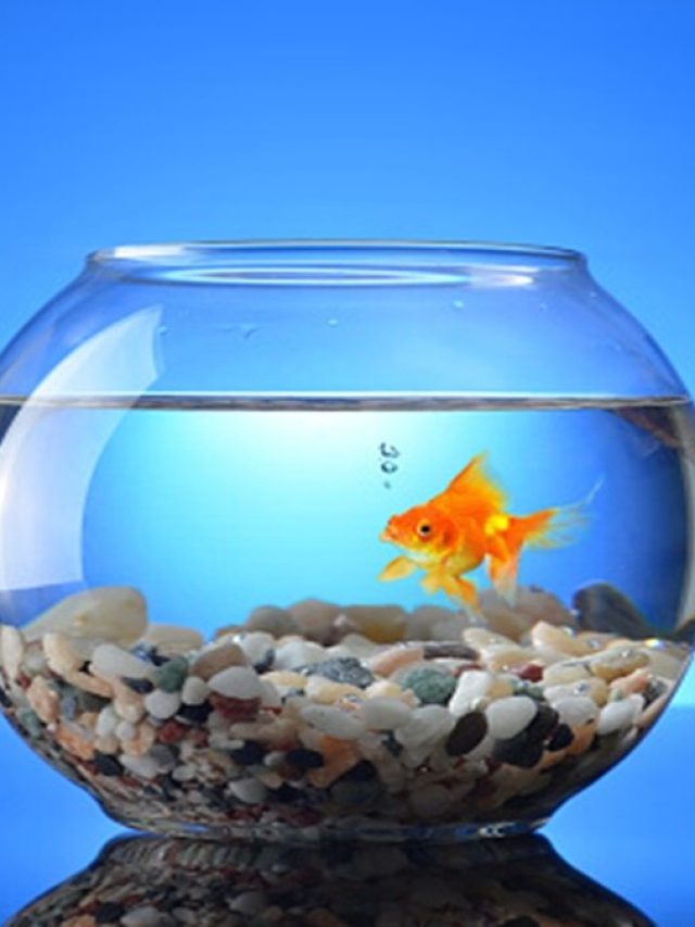 ঝক্কি ছাড়াই অ্যাকোয়ারিয়ামের নোংরা-শ্যাওলা পরিষ্কার করুন, ঝকঝকে করার টিপস