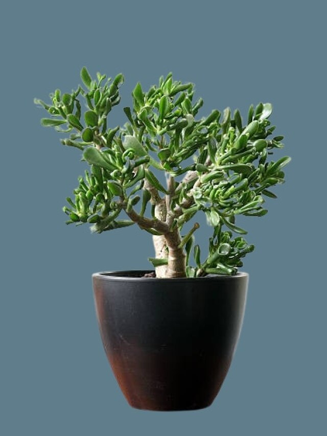 চুম্বকের মতো টাকা টানে এই গাছ, বাড়ির কোথায় লাগাবেন জানুন