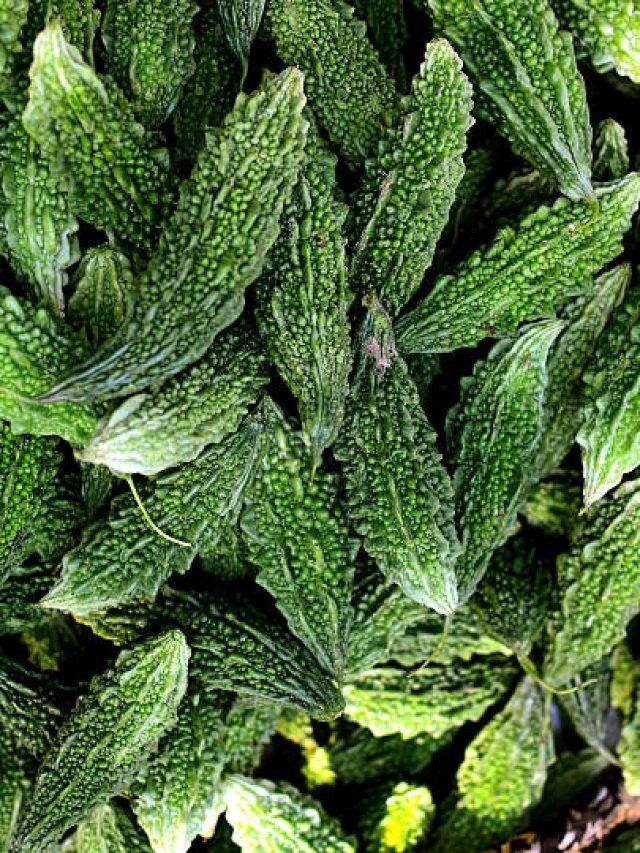 ওষুধ ছাড়াই সুগার কমবে হু হু করে, টাটকা করলা খান এভাবে