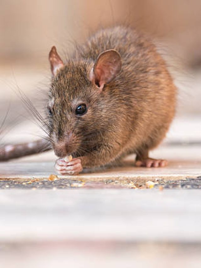 ২ টাকার শ্যাম্পুর পাতাই মরণফাঁদ, ঘর থেকে ইঁদুররা লেজ গুটিয়ে পালাবে