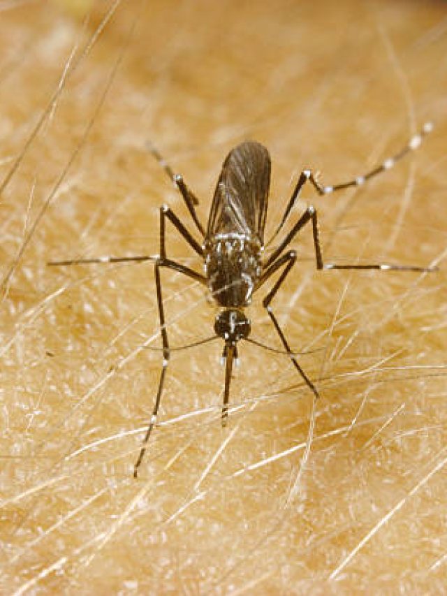 বাড়িতে এই ৬ গাছ লাগান, মশারা ঘরে ঢোকার সাহসই পাবে না