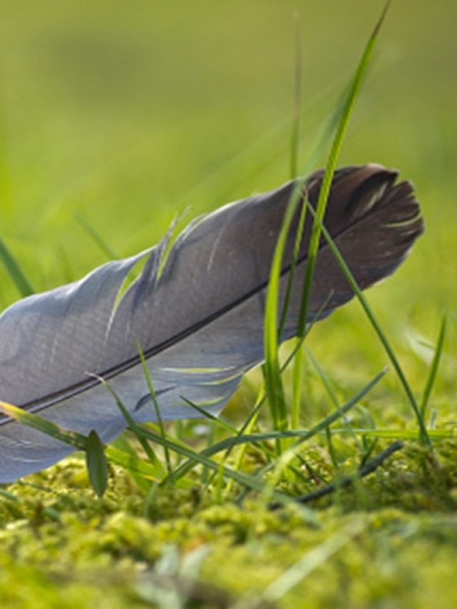 বাড়িতে পায়রার পালক রাখা শুভ না অশুভ? জানুন কোন ইঙ্গিত দেয়