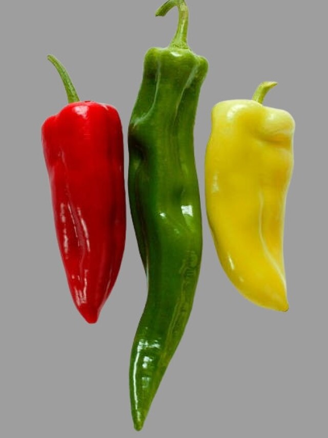 বাজারে গেলেই পাবেন, এই লঙ্কা কাঁচা বা ভাজা খেলেই ওজন কমবে