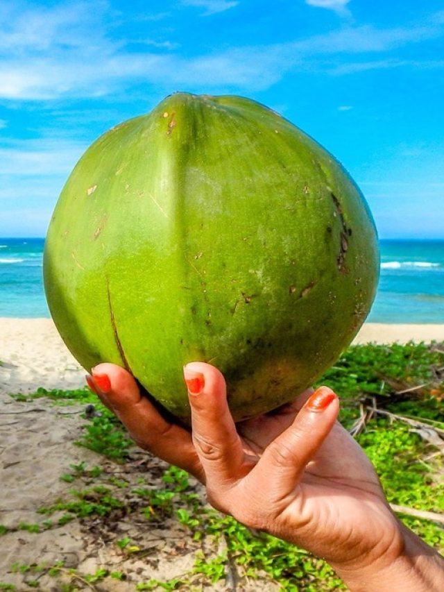 অমৃত ভেবে রোজ ডাবের জল খাচ্ছেন, বিপদ হচ্ছে না তো?