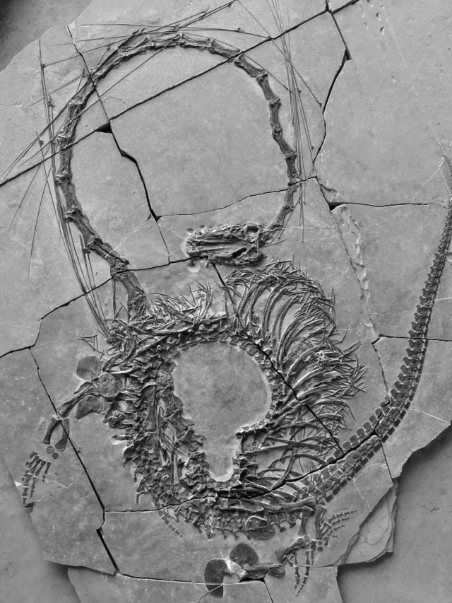 Call it 'Dragon of Lingwu'! 250-million-year-old fossil discovered in China