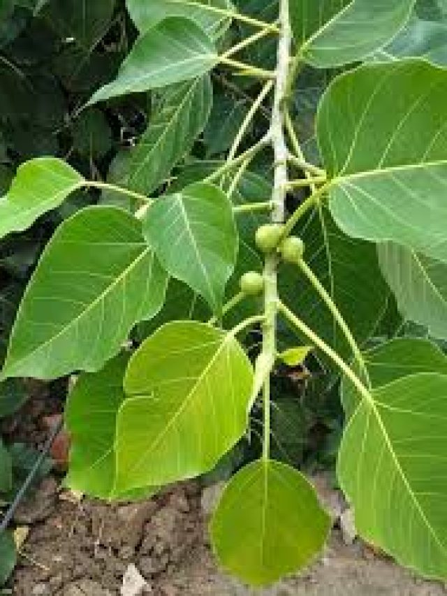 মানিব্যাগে রাখুন একটা অশ্বত্থ পাতা, তাতেই বদলে যাবে আপনার ভাগ্য