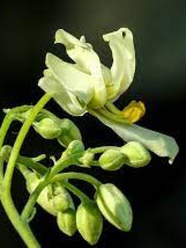 শুরুতেই শেষ? পুরুষদের ত্রাতা সজনে ফুল, কীভাবে খেলে?