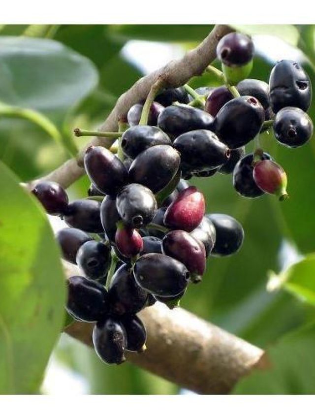 এই জিনিসটি জানার আগে ভুলেও জাম খাবেন না