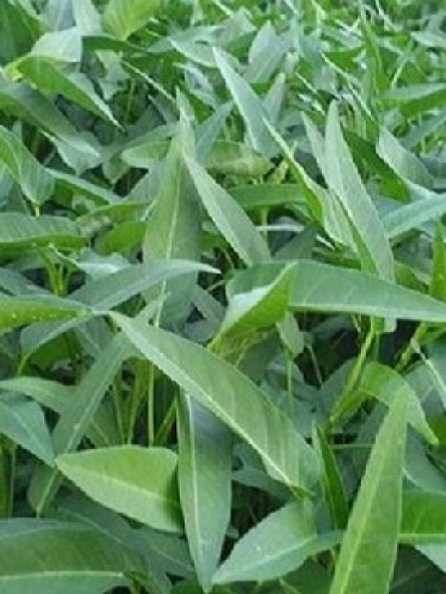 লিভারে জমবে না একটুও ফ্যাট, খেতে হবে এই শাক