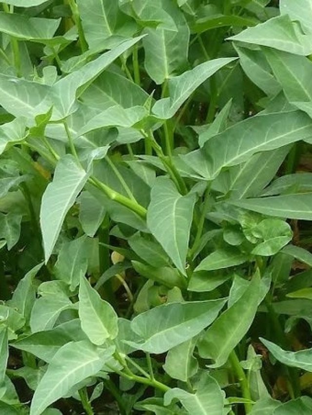 কিডনির স্টোন মাখনের মতো গলিয়ে বের করে দেবে, রোজ খান এই শাক ভাজা