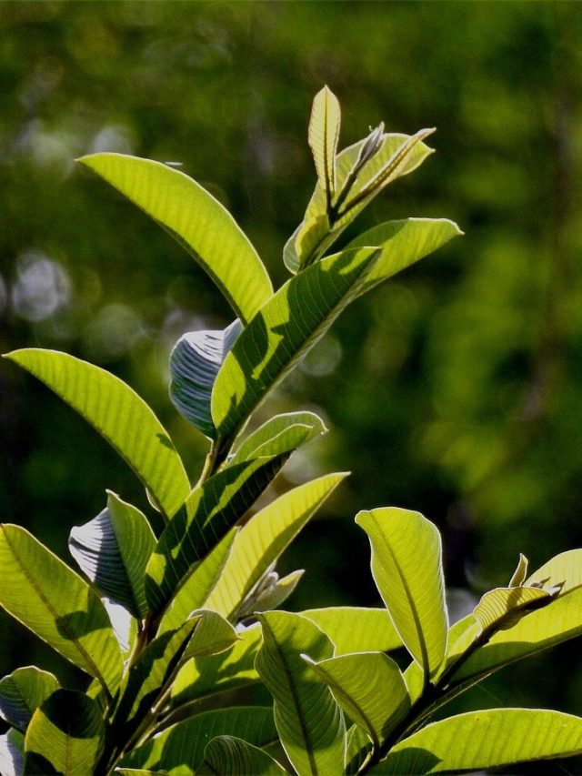 সুগার-প্রেসার-কোলেস্টেরলকে জব্দ করে এই ফলের পাতা, ভুলেও ফেলবেন না