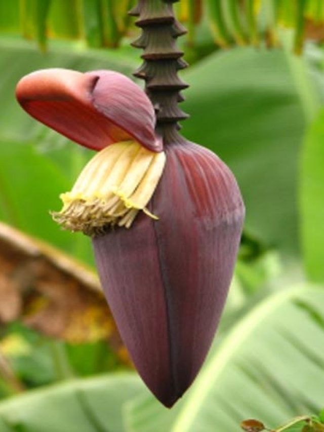 মোচার ফিঙ্গার ফ্রাই আহা, সাবেকি বাঙালি খাবারেই জমুক দুপুরের লাঞ্চ