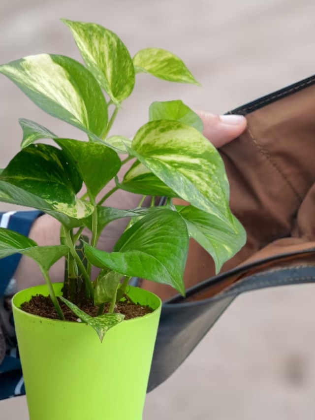 মানি প্ল্যান্টে বাঁধুন এই সুতো, অর্থসংকট কেটে টাকায় ভরবে ঘর