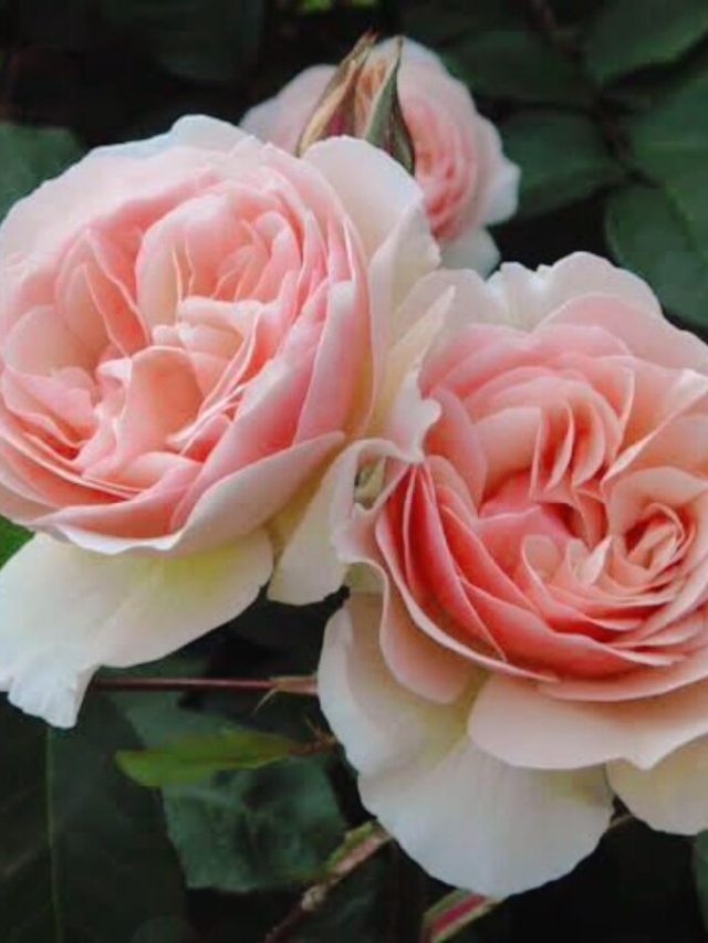 এটাই নাকি পৃথিবীর সবচেয়ে দামি গোলাপ, কেনা যাবে ১০০টি  BMW গাড়ি